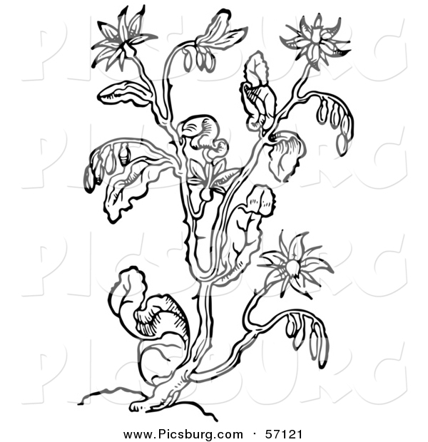 Vector Clip Art of a Black and White Herbal Borage Plant