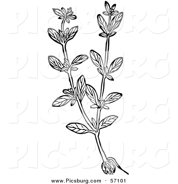 Vector Clip Art of a Black and White Herbal Marjoram Plant
