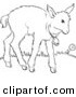Clip Art of a Baby Goat Wearing a Bell - Black and White Line Art by Picsburg