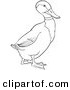Clip Art of a Drake Mallard Duck on Ground - Black and White Line Art by Picsburg