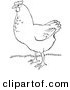 Clip Art of a Hen on Grass - Black and White Line Art by Picsburg