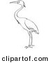 Clip Art of a Heron Bird Standing on Ground - Black and White Line Art by Picsburg