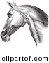 Clip Art of a Horse Head Highlighting Neck Muscles - Black and White Version #1 by Picsburg
