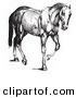 Clip Art of a Old Fashioned Vintage Engraved Horse Anatomy of Muscular Structure in Black and White by Picsburg
