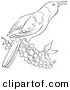 Clip Art of a Oriole Bird on a Branch Full of Berries - Black and White Line Art by Picsburg
