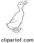 Clip Art of a Quaking Duckling on Ground - Black and White Line Art by Picsburg
