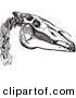Clip Art of a Vintage Engraving of the Bones of a Horse Head in Black and White by Picsburg
