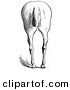 Clip Art of an Old Fashioned Vintage Engraved Horse Anatomy of Bad Hind Quarters in Black and White 8 by Picsburg