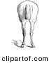 Clip Art of an Old Fashioned Vintage Engraved Horse Anatomy of Bad Hind Quarters in Black and White 9 by Picsburg