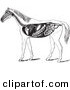 Clip Art of an Old Fashioned Vintage Engraved Horse Anatomy of the Digestive System in Black and White by Picsburg