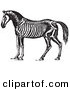 Clip Art of an Old Fashioned Vintage Horse Anatomy of the Skeleton in Black and White 1 by Picsburg