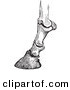 Clip Art of Horse Bones and Articulations of the Hoof - Black and White Version #1 by Picsburg