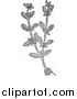 Vector Clip Art of a Black and White Herbal Marjoram Plant by Picsburg