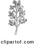 Vector Clip Art of a Black and White Herbal Rue Plant by Picsburg